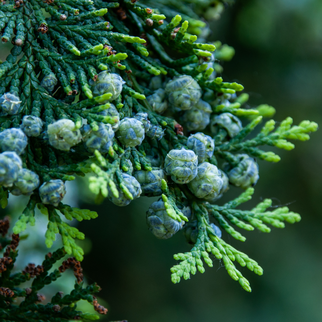 Cypress & Bayberry- 8oz Wood Wick Candle