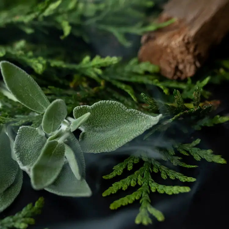 Close-up of green leaves and a pine cone on a dark background