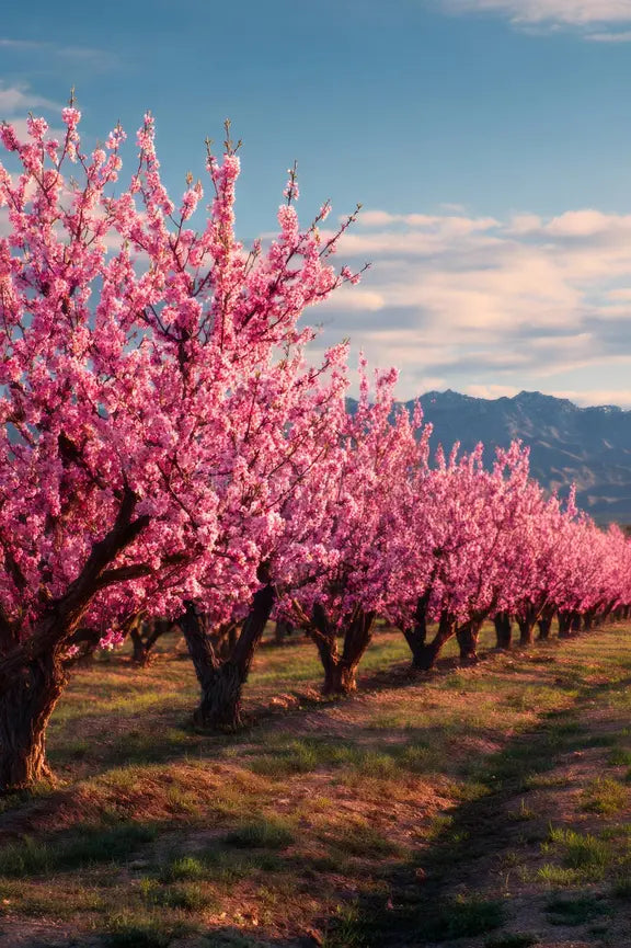 Row of cherry blossom trees in full bloom with a mountainous background.